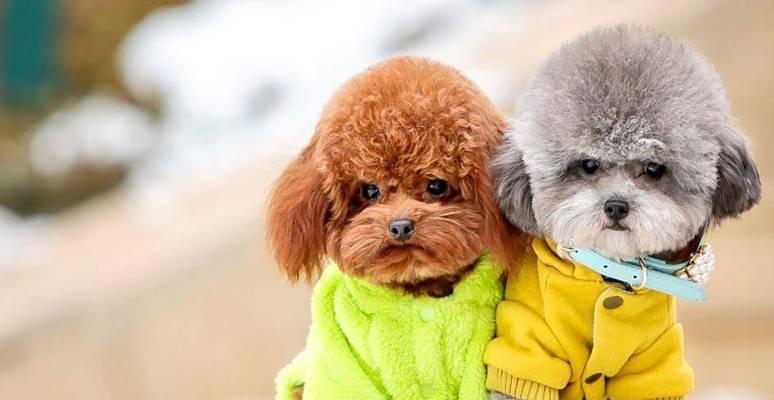揭秘泰迪犬抱起来为什么不敢动的原因（解析泰迪犬被抱时的心理与行为特点）