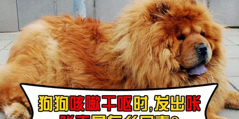 狗狗经常咳嗽的治疗方法（这些治疗方法帮助你解决狗狗咳嗽问题）