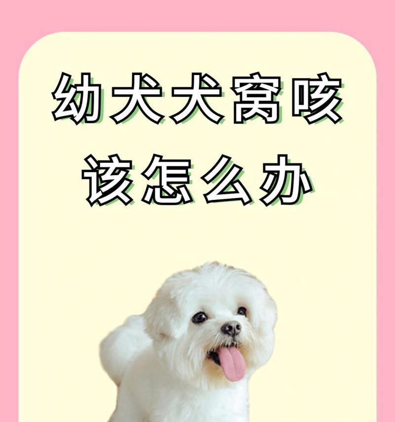 狗狗咳嗽的原因分析及快速有效的治疗方法（宠物狗的咳嗽症状及诊断，提供有效的治疗方案）