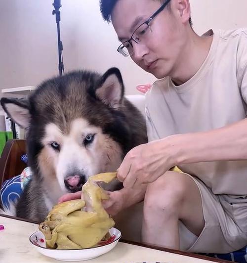 揭秘狗嘴为什么特别臭？（探索四个可能造成狗嘴气味的原因）