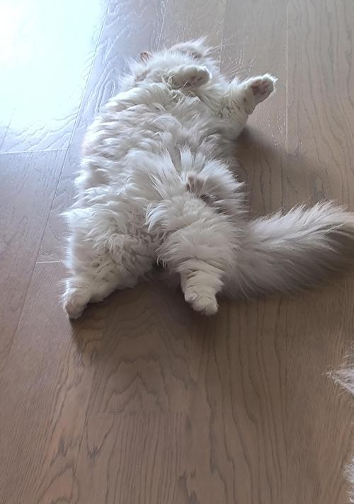 猫咪总是呕吐怎么办？（探究猫咪呕吐的原因和如何应对）