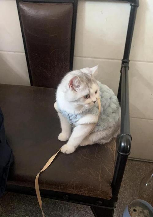猫咪频繁吐猫粮的问题分析与解决（猫咪吐猫粮原因分析、健康食谱推荐及喂养技巧）