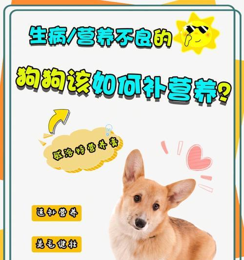 断奶后如何快速适应狗粮？（帮助狗狗迅速转换食物，让它健康成长）