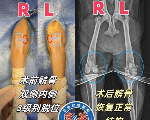 狗狗的髌骨也会脱位吗？（了解狗狗髌骨脱位的原因和治疗方法）