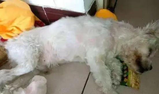 常被忽略的五种狗狗疾病，你的宠物状态如何？（关注宠物健康，预防疾病才是王道）