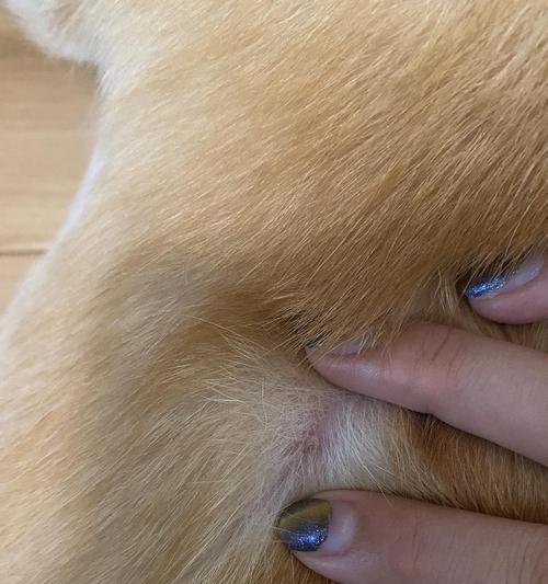 如何有效去除狗狗身上的大量皮屑？（6个简单方法帮助你解决狗狗皮屑问题）