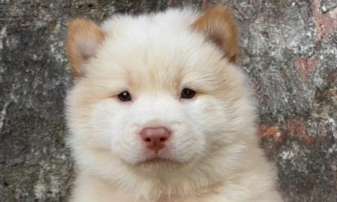狗狗舌头颜色的重要性（了解正常狗狗舌头颜色的家长们要注意了！）