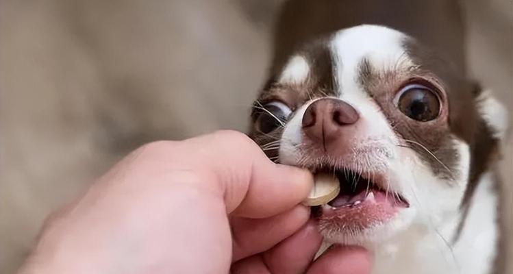 宠物驱虫的必要性（宠物常见现象及驱虫周期）