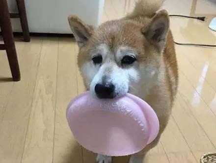 狗狗为什么老把食物叼出碗外？（揭秘狗狗行为背后的原因）