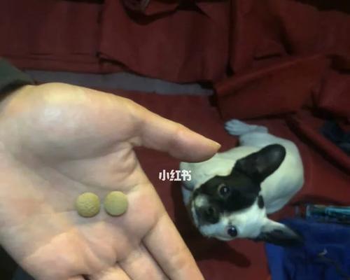 正确喂食狗狗羊奶粉的5个方法（确保狗狗健康成长，你喂对了吗？）