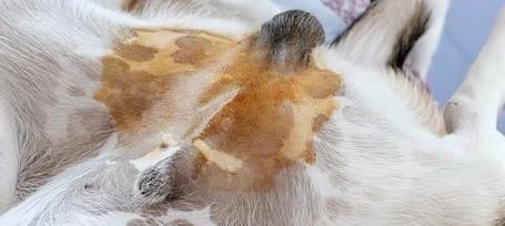 狗狗皮肤癣（了解狗狗皮肤癣及其传播方式）