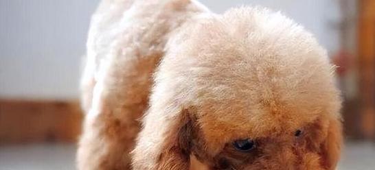 泰迪犬为什么喜欢舔人手脚？探秘其中原因（揭开泰迪犬舔人手脚的五大含义，为你的宠物行为破解密码）
