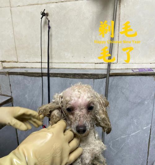 狗狗剃光毛的危害及适当护理（为了健康与舒适，剃光狗狗毛发需谨慎）