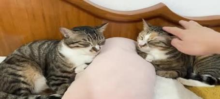 轻松让猫咪亲人的方法！（打造黏人小猫咪，教你如何与猫咪建立亲密关系）