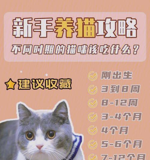 新手养猫攻略（一步一步，为猫咪的成长提供最好的关爱）