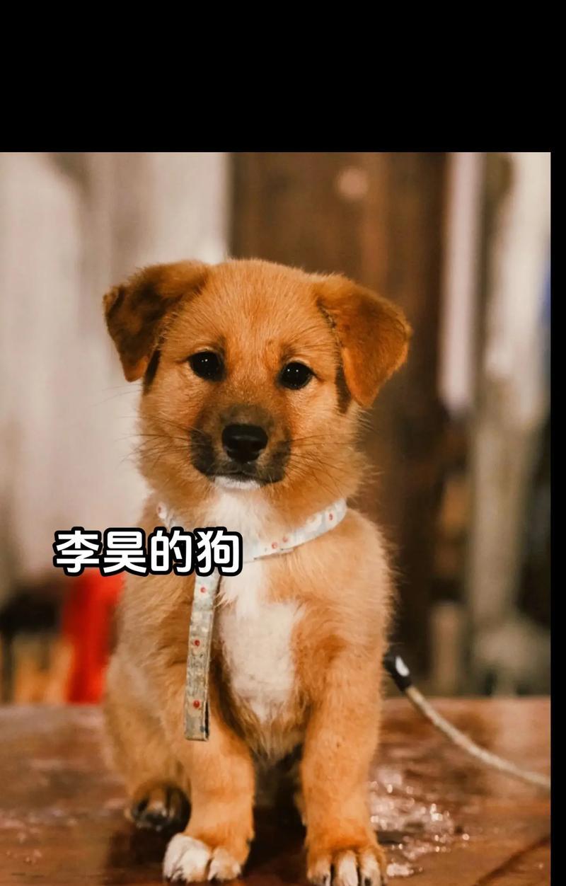 探索狗狗鼻子的几个秘密（揭开狗狗鼻子的神奇面纱，发现其中的奥秘）