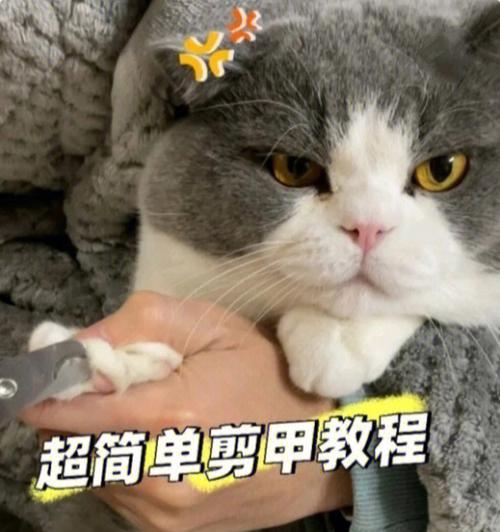 如何正确训练猫咪？成为合格的猫奴不用愁！