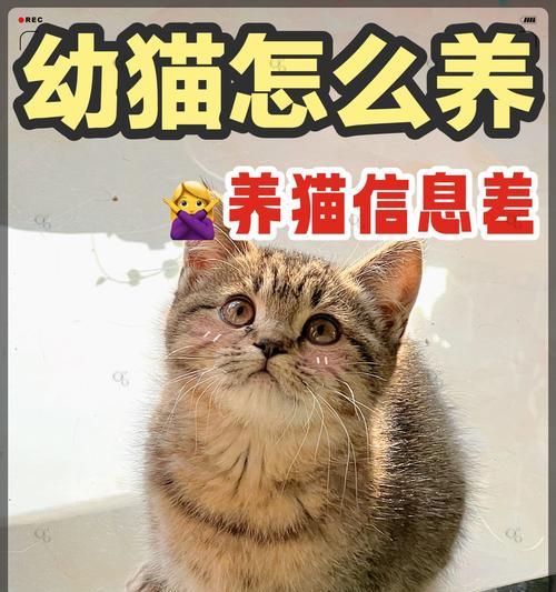 培养小猫定点如厕的方法及原因（幼猫如何养成定点如厕的习惯，避免随地大小便）