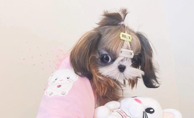 西施犬（探寻西施犬的魅力和原因，为什么人们养了就不想换狗了？）