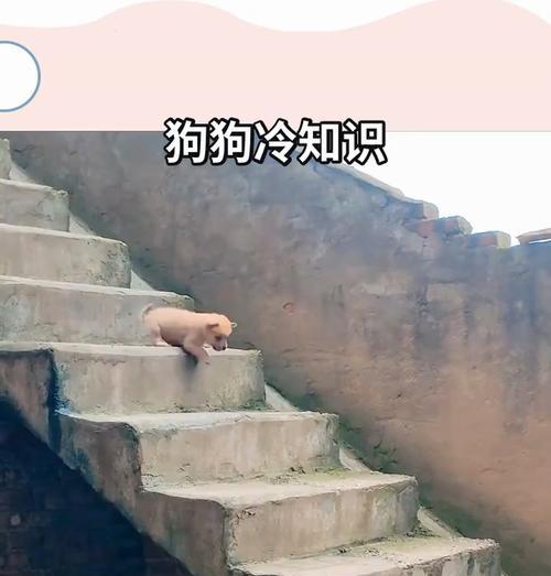 探秘狗狗身上的冷知识——汪汪世界中的奇趣事实（汪君们身上隐藏的秘密大揭露，你真的了解汪吗？）