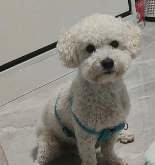 狗狗例假期护理指南（探讨狗狗例假周期及如何合理处理）