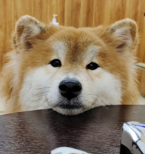 狗狗是否可以吃香蕉？（探究狗狗对香蕉的接受程度）