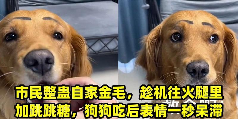 狗狗能吃甜食吗？（蛋糕是否适合喂狗狗？）