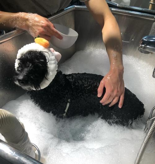 除去狗身上的腥味的小妙招（不洗澡也能让你的狗闻起来清新宜人！）