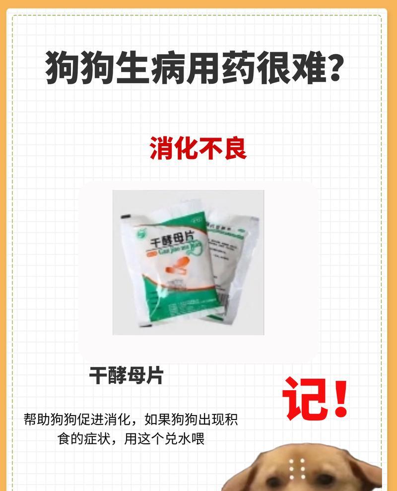 狗狗胰腺炎（了解狗狗胰腺炎的原因与治疗，让我们的毛孩健康快乐）