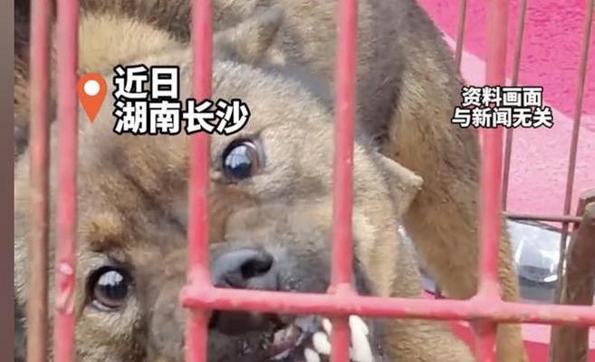 狗狗打过狂犬疫苗就能避免咬人带来的问题吗？（了解狂犬疫苗对狗狗及人类的作用）