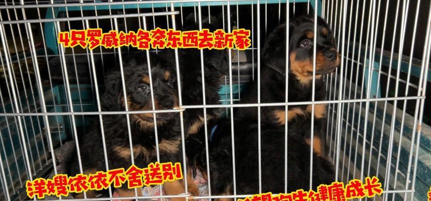如何让罗威纳身体强壮，健康成长？（罗威纳适合的食物及饮食习惯）