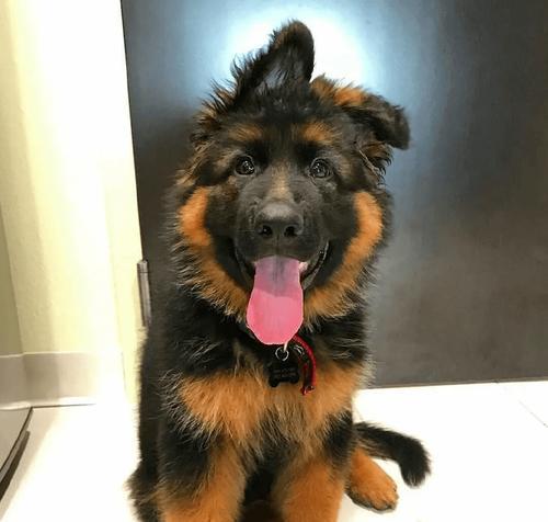 德国牧羊犬（了解德国牧羊犬的特点和优点，发现它们真正的价值）