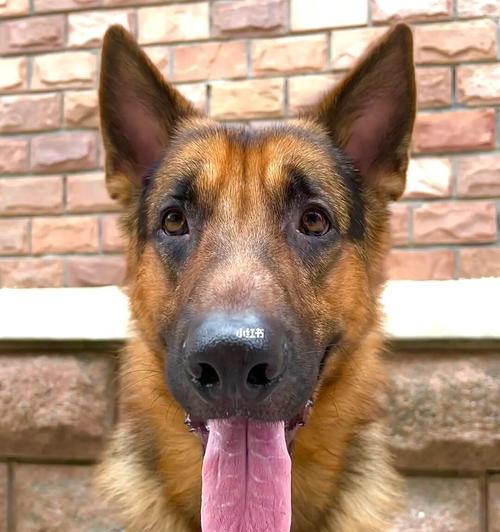 养护德国牧羊犬的秘诀（如何挑选、照料和训练健康的德国牧羊犬）