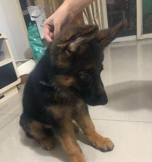 如何训练德牧成为凶猛的看家犬？（四个方法帮你快速培养德牧的守护本能）