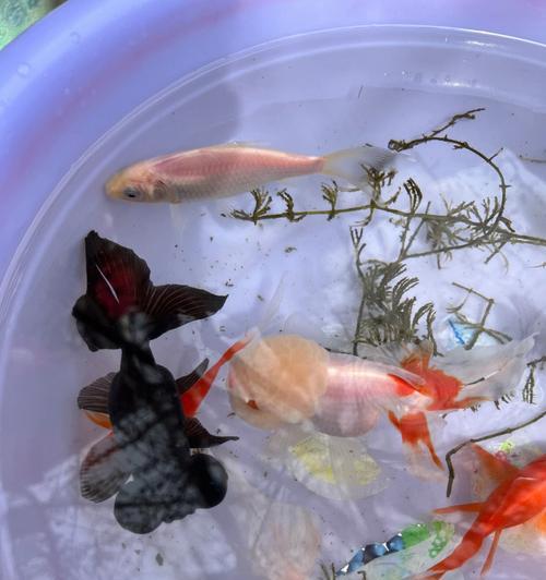 小鱼苗生长所需水质换新的最早时机（了解小鱼苗水质需求，合理安排换水时间）