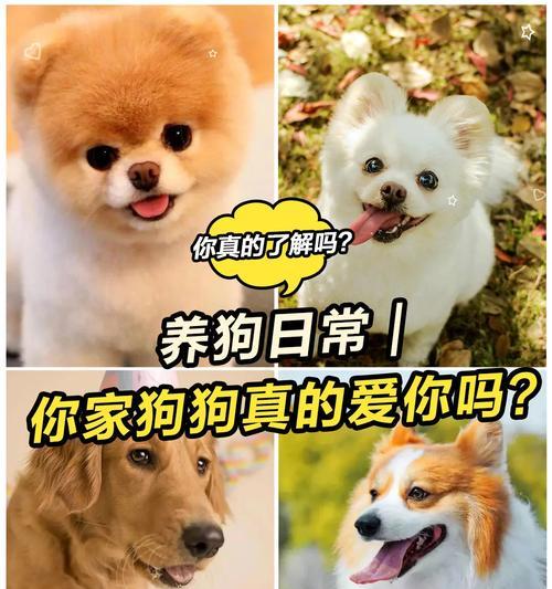 狗狗误食药品的应对方法，千万不可大意！（保护你的爱宠，赶紧行动起来吧！）