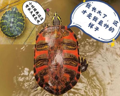 如何科学喂养小龟苗（合理饲养方法，让小龟苗健康成长）