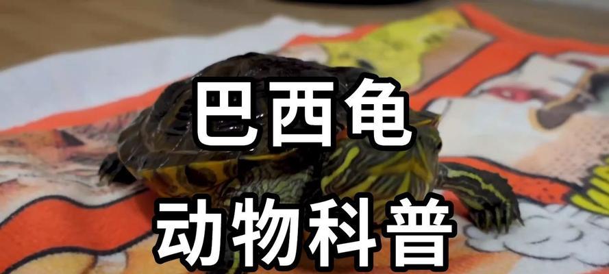 巴西彩龟养殖技术指南（学习如何养好巴西彩龟，让它们健康成长）