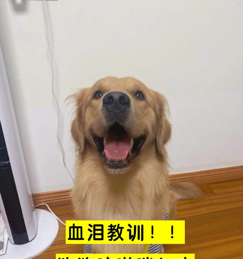 狗狗为什么总是气喘吁吁？（探索狗狗喘气的五个常见原因）