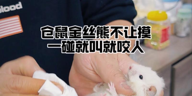 仓鼠的禁食物（小心！这些食物可能致命，仓鼠千万不能吃！）