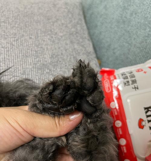 雪橇犬的脚掌为什么不怕冷？（了解雪橇犬脚掌的神奇机制）