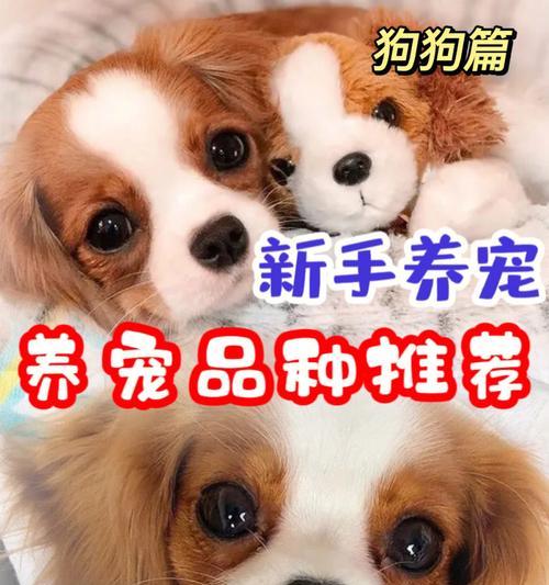 新手养狗“首选”六种——强壮身体，不想换狗了（为您推荐适合新手养狗的6种犬种）