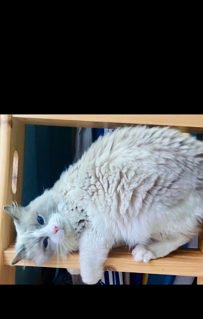 如何正确养护布偶猫？（五个关键方法让你成为优秀的布偶猫主人）