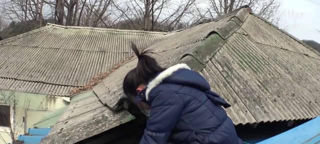 冬季流浪猫救助指南（保护流浪猫免受冬季严寒侵害）