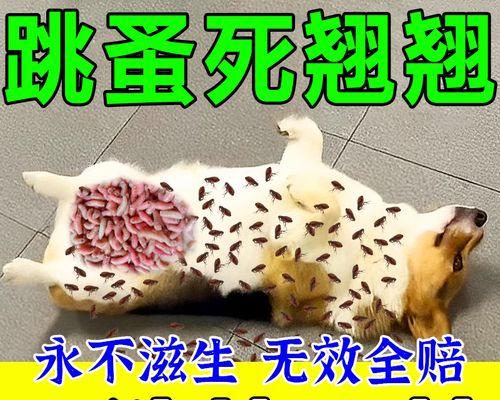 小心！金毛身上的蜱虫会动！（小心保护你的金毛不受蜱虫侵扰）