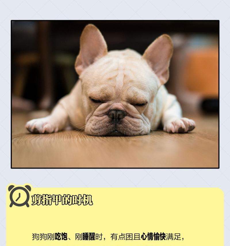为什么要剪指甲？——宠物狗狗的指甲护理（了解指甲护理的重要性及如何给狗狗剪指甲）