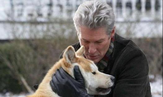 禁养秋田犬的原因（为什么以为有钱也不能养？）