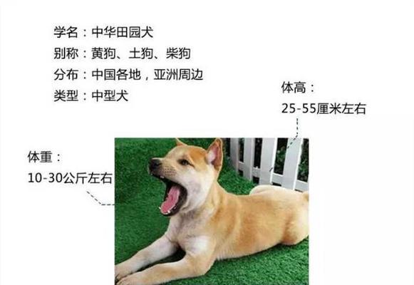 狗狗临死前为何选择离家出走（探究狗狗离家出走的背后原因与心理变化）