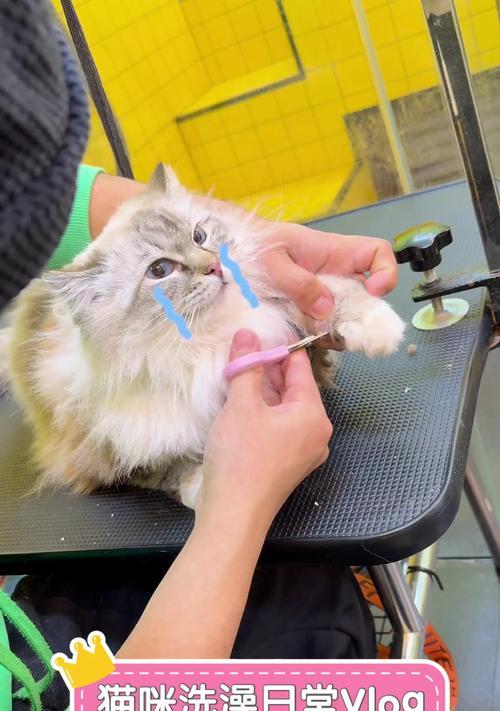 让猫咪洗澡不再难！（安全、舒适的步骤让猫咪洗澡轻松愉快）