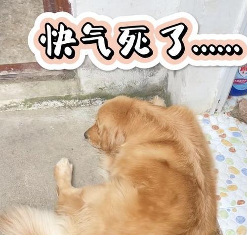 狗狗刨地的五重含义（解读狗狗刨地行为的意义与影响）